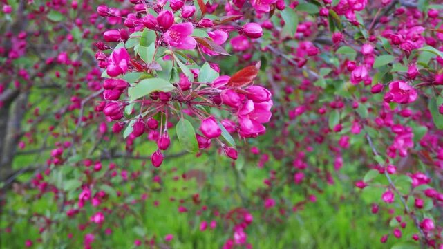 Beautiful crabapple branch with bright pink blossoms and buds swaying in the wind. Detailed close-up of  blooming tree in spring. 4K footage.