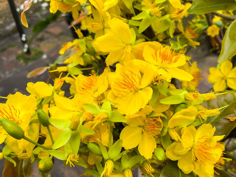 Yellow Ochna integerrima flowers blooming in Vietnam, traditional Tet blossoms with bright petals and green leaves in spring sunlight.