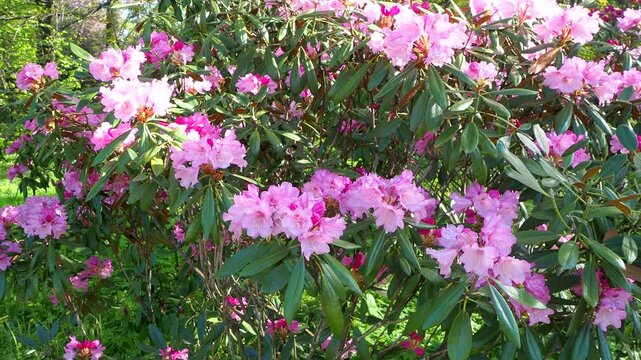 Beautiful rhododendron bush blooming with pink flowers in the garden. Lush evergreen shrub branches swaying under bright sunlight. Natural spring scene. 4K footage perfect for nature themed projects.