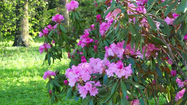 Lush rhododendron shrub blooming with pink flowers in sunny park. Vibrant blossoms and green leaves swaying in garden. Natural spring scene. 4K footage perfect for nature themed projects.