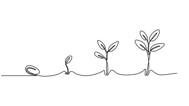 Continuous one line drawing plant germination sequence on white background. Self drawing animation. Hand drawn steps of Growing from seeds Trees, simple design, art. Growth concept. Stepped sprout. 4K