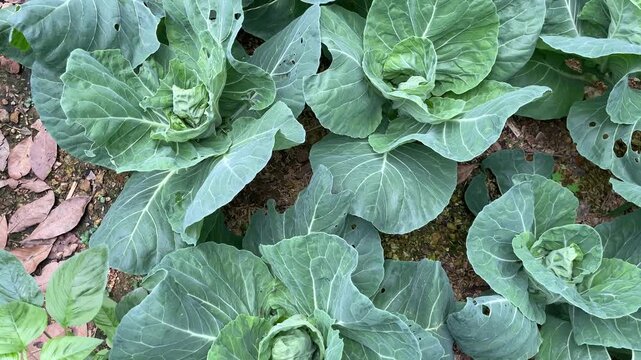Fresh cabbage plants filmed in a field in Vietnam, showing broad green leaves and dense vegetable rows for farming and agriculture themes.