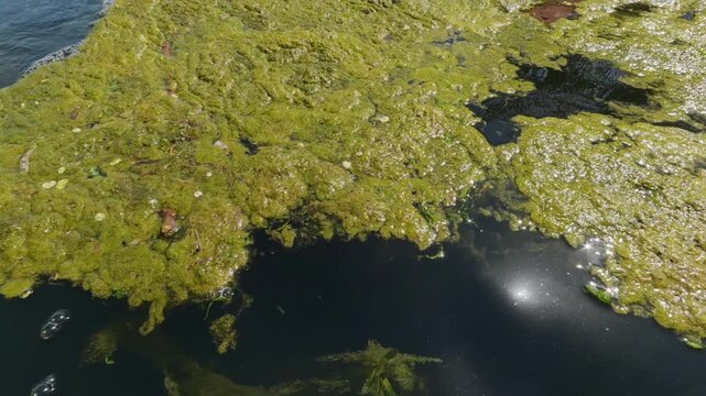 High-angle shot of a freshwater swamp surface, featuring a thick floating mat of green filamentous algae Spirogyra and tiny duckweed Lemna minor, with brilliant sunlight reflecting on the dark water.