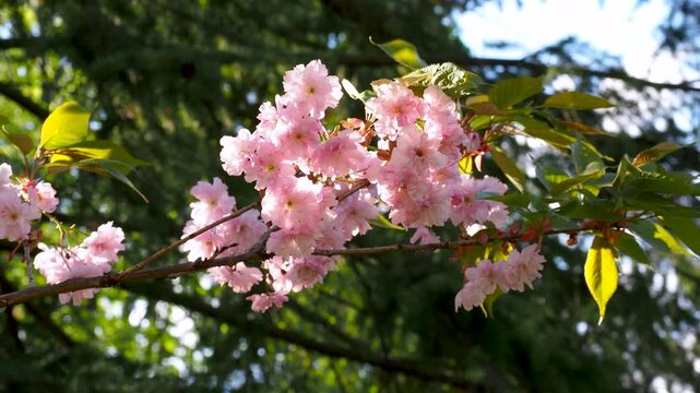 Beautiful sakura branch blooming with pink cherry blossoms in the park. Lush flowers and green leaves sway gently on a sunny spring day. 4K footage perfect for hanami themed projects.
