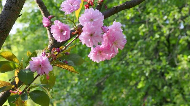Beautiful sakura branches blooming with pink cherry blossoms against green foliage. Bright flowers sway gently in wind on sunny spring day. 4K footage perfect for hanami themed projects.