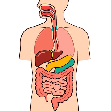 human body anatomy