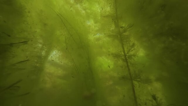 Underwater shot through murky swamp water looking at a vertical stalks of submerged hornwort plant surrounded by dense, blurry clouds of green spirogyra filamentous algae in a stagnant wetland bog