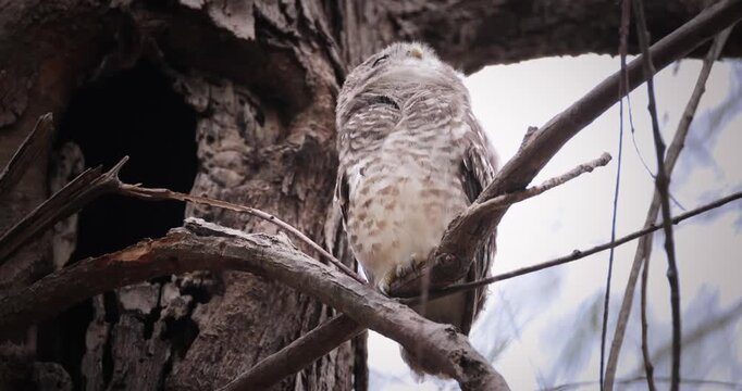 Spotted owlet (Athene brama) perched on a tree branch near a nesting hollow in a forest during the day. Small owl looking around from its perch in a wooded area. Medium shot.