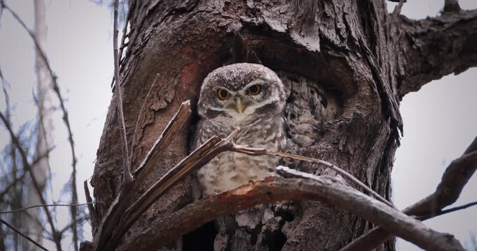 Spotted Owlet (Athene brama) sitting inside a tree cavity in a woodland area during the day. Natural wildlife behavior in forest habitat.
