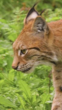 Vertical video Eurasian lynx. Alert Eurasian lynx moving through grassy vegetation.