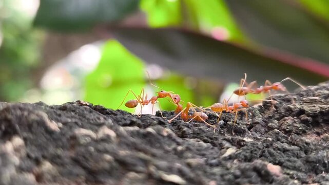 Two weaver ants fighting among a group of other ants on a tree bark, seen near a group of weaver ants on the tree bark.
