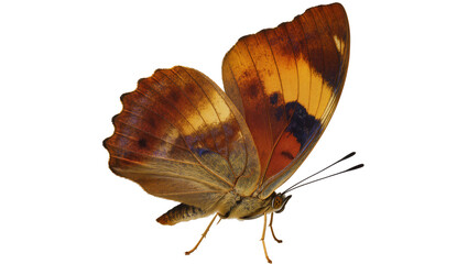 Brown and orange butterfly with detailed wings and antennae © Nuria