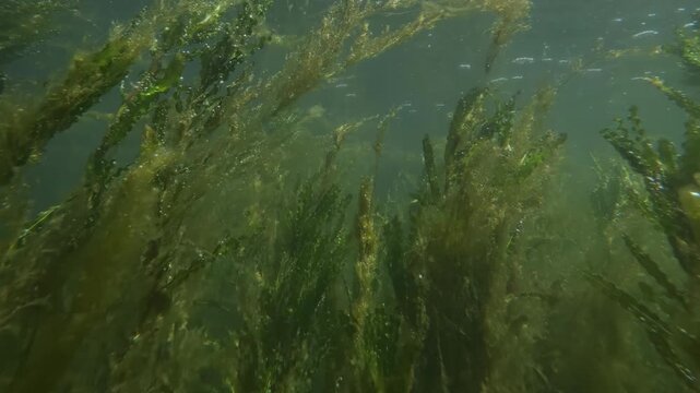 Underwater footage of a marshy pond with ruffled sword plant Aponogeton crispus and Elodea. Tiny aquatic microorganisms and protozoa swim in murky water with sunbeams and bubbles.