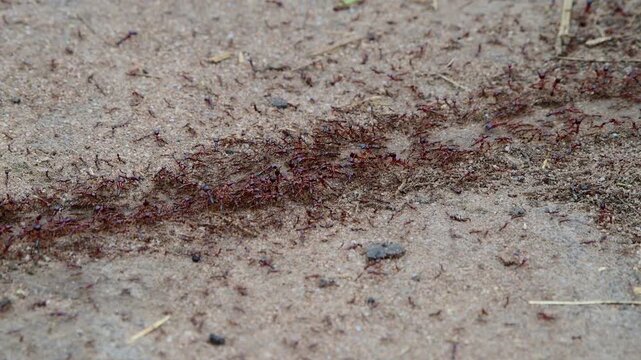 Mobile column of Safari ants (Dorylus sp.) colony. Uganda, Africa