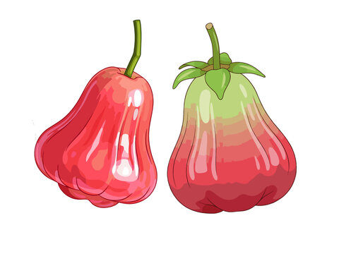Vector illustration of fresh rose apples on white background