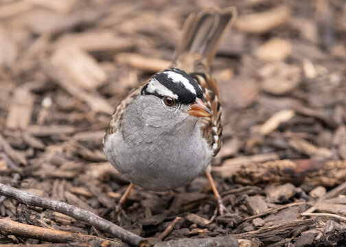 white crowned sparrow on the ground