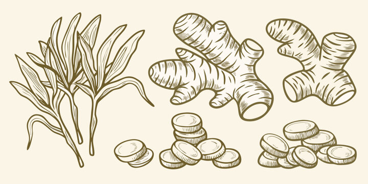 Ginger root and leaves illustration vintage botanical sketch