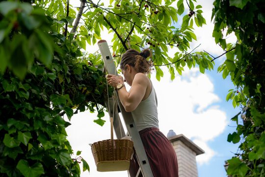 Woman climbing a ladder to collect ripe cherries from leafy branches in a vibrant backyard orchard during sunny summer harvest season