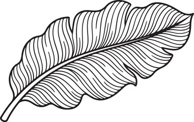 Elegant hand-drawn tropical leaf illustration showcasing intricate natural patterns and organic beauty, perfect for exotic design elements or decorative backgrounds © Mahfuzur