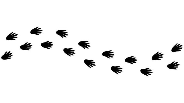 Animal footprints on transparent background with rat and mouse paw prints. Simple flat style vector trail isolated illustration related to rodents and hantavirus.	