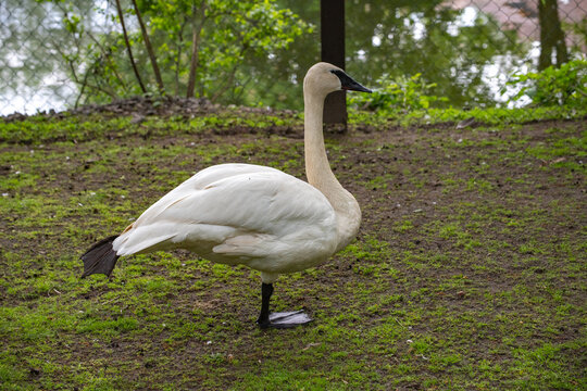 Trumpeter Swan (Cygnus buccinator) Standing on One Leg