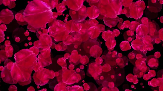 4K Sakura petals falling for overlays , Also good background for scene and titles, logos. Concept of love, romance, Valentine, mother's day, rose day
