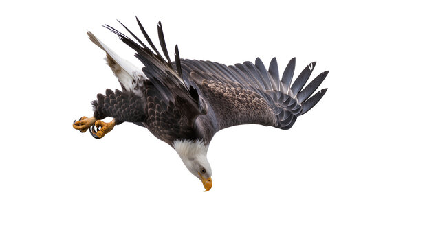 Bald eagle with wings spread, diving down