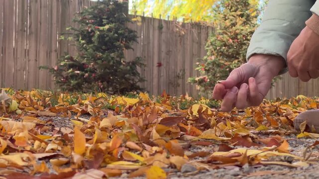 Hands gather vibrant fallen leaves while enjoying a warm day in a tranquil backyard filled with autumn colors.