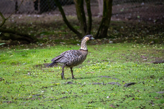 Nēnē Goose Exploring a Grassy Meadow