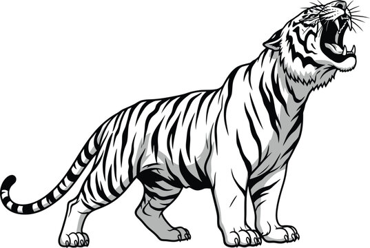 Illustration of a white tiger standing and roaring loudly outside