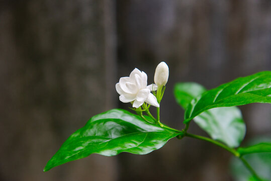 White Jasminum sambac flower blooming beside glossy green leaves in Vietnam, captured with soft bokeh and natural garden light.