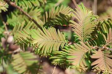 Metasequoia glyptostroboides 'Daweswood Tawny Fleece'. Close up of bronze green new dawn redwood needles in spring.    © Ros Burnley
