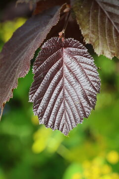 	
Corylus maxima 'Purpurea'. Close up macro of single deep purple spring filbert leaf .	
