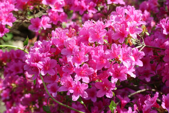 Rhododendron 'Myosotis'. Full frame close up of profuse  pink clustered azalea flowers in the spring. 