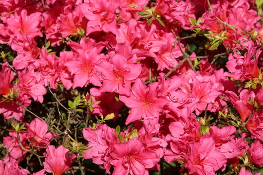 Rhododendron 'Lily Marleen'. Close up cherry crimson red profuse evergreen azalea flowers in spring.  