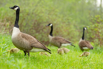 Fototapeta premium Canada Goose Family With Goslings in Green Grass