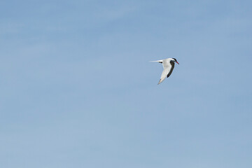Obraz premium Tern Flying Alone Through Open Blue Sky.