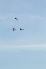 Fototapeta premium Three Mallard Ducks Flying Through Open Blue Sky.