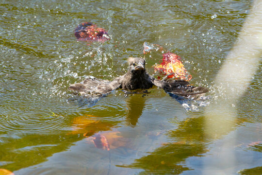 Baby Grackle in Pond While Learning to Fly