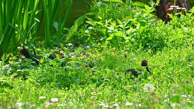 Baby coot chicks moving through grassy pond edge vegetation
