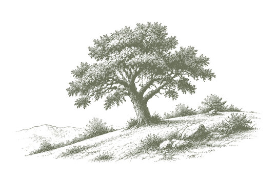 Hand drawn vintage olive tree vector illustration, detailed hillside meadow landscape sketch engraving style asset for mediterranean design.