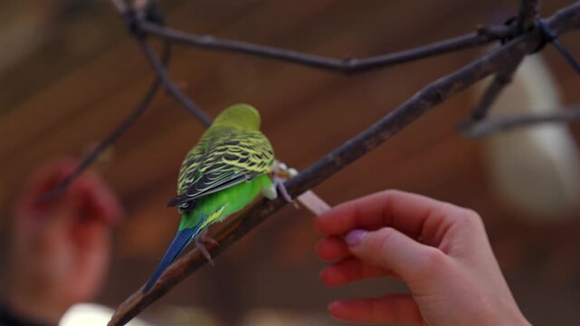 Green budgerigar interacting with visitor inside aviary habitat