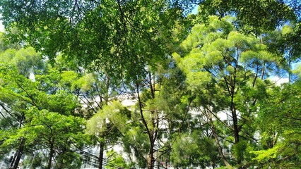 Fototapeta premium Tropical urban forest with tall casuarina trees and office building