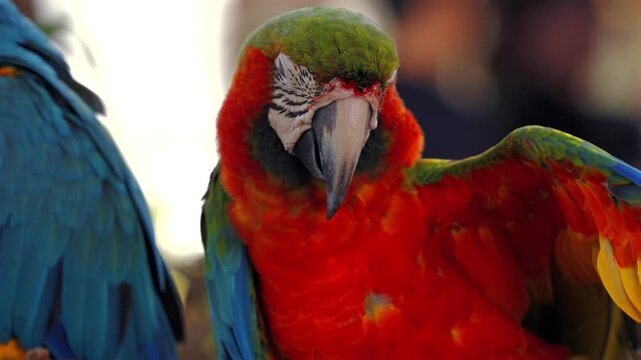 Close up of scarlet macaw grooming colorful feathers