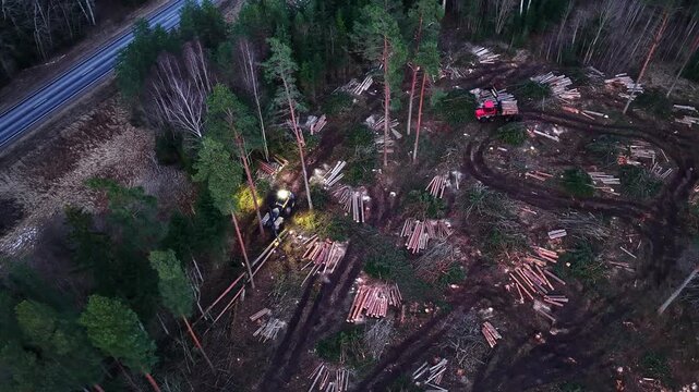 Harvester felling trees and forwarder loading logs during night logging operation