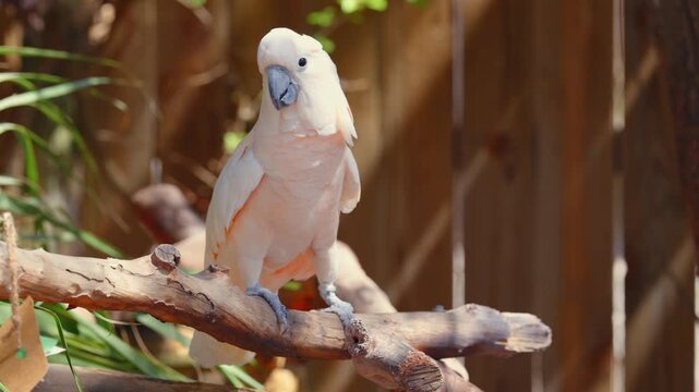 White cockatoo with curved beak in warm natural sunlight