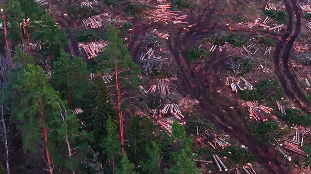 Aerial view of a forwarder maneuvering and loading cut timber in a deforested woodland area