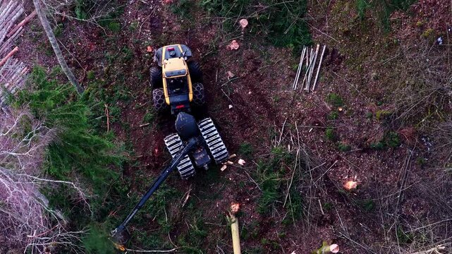 Yellow forestry harvester cutting and processing a felled pine tree trunk