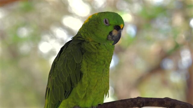 Close up of green Amazon parrot in warm natural light