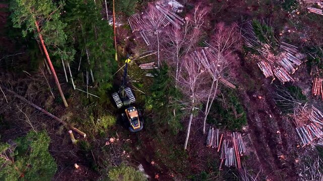 Logging harvester machine working in a forest clearing at night sawing and collecting lumber